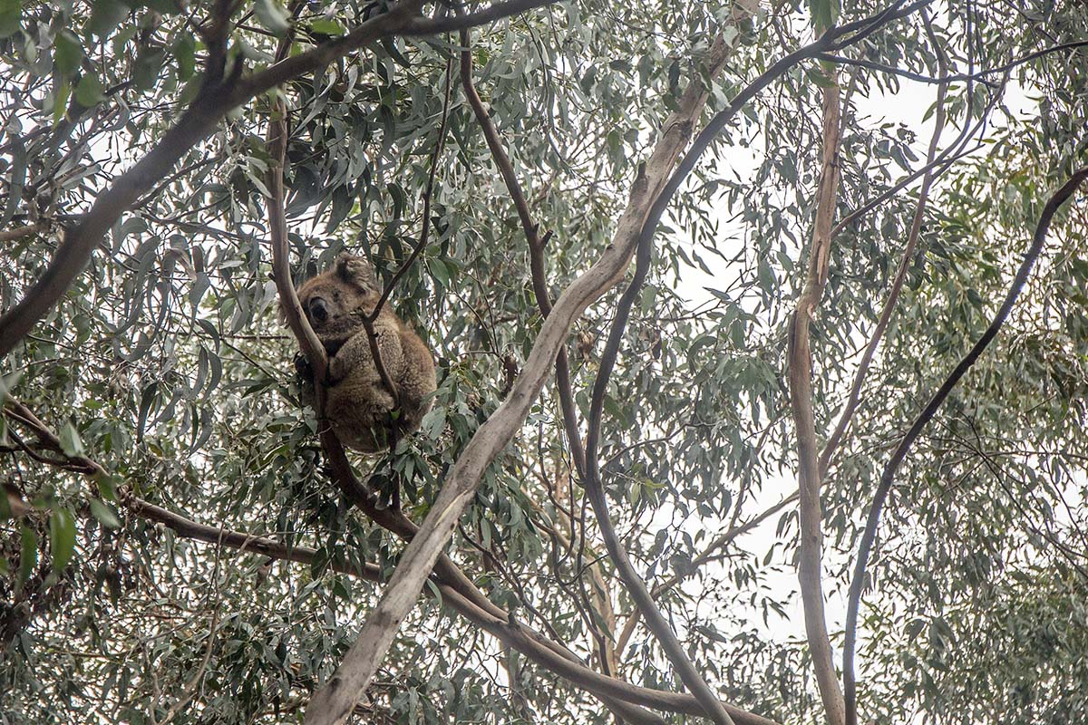 Koala in tree along Great Ocean Walk